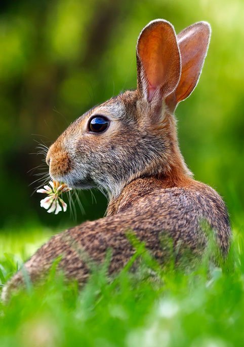 landscape-nature-grass-lawn-meadow-prairie
